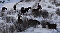 Wild Horses Alberta