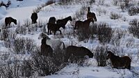 Wild Horses Alberta.jpg