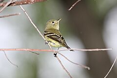 Yellow-bellied Flycatcher - Empidonax flaviventris.jpg