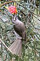 Yellow-faced Honeyeater lambertia