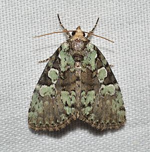 - 9066 – Leuconycta lepidula – Marbled-green Leuconycta Moth (47944982462).jpg