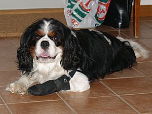 20070114 dog with bandaged foot
