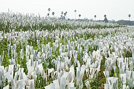2013.02-402-294a Pearl millet,breeding,selfing ICRISAT,Patancheru(Hyderabad,Andhra Pradesh),IN wed20feb2013
