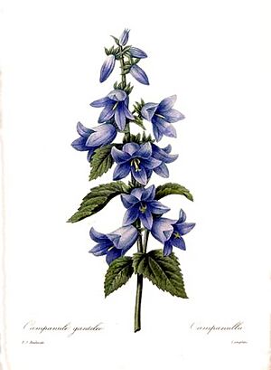 99Campanula trachelium