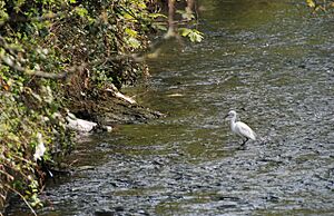 A little egret - geograph.org.uk - 773950