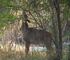 Adult male nilgai browsing in trees outside Burla
