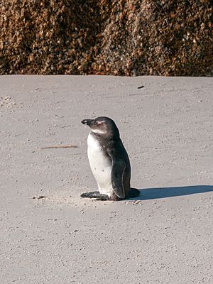 African penguin, Cape Town ( 1050598)