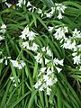 Allium triquetrum01
