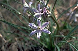 Androstephium coeruleum.jpg