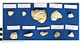 Animal remains of unknown date (FindID 458633)