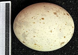 Aquila nipalensis egg, Collection Museum Wiesbaden