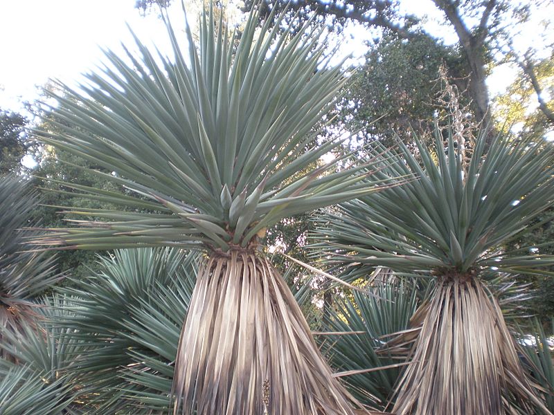 Arizona Cactus Garden 012