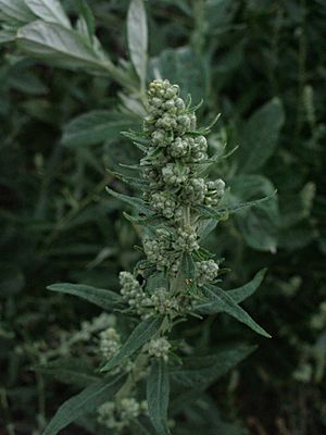 Artemisia douglasiana 1.jpg