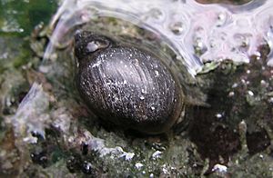 Banff snail