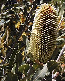 Banksia sceptrum bud Kings Park email