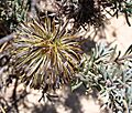 Banksia violacea 12 cropped
