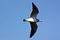 Black-headed gull (Chroicocephalus ridibundus) juvenile