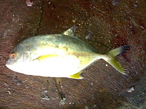 Blacktip trevally
