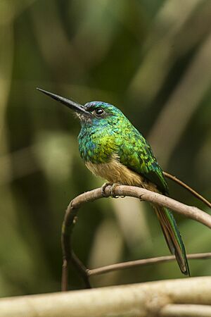 Bluish-fronted Jacamar - Manu NP 8499.jpg