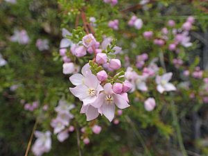 Boronia microphylla leaves and flowers (3).jpg