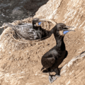 Brandt's Cormorant Nesting (cropped)