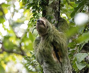 Brown-throated sloth on tree