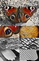 Butterfly magnification series collage