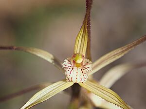 Caladenia dimidia (labellum detail)