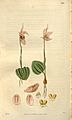 Calypso bulbosa (as Calypso borealis) - Curtis' 54 (N.S. 1) pl. 2763 (1827)