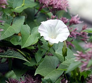Calystegia sepium flower