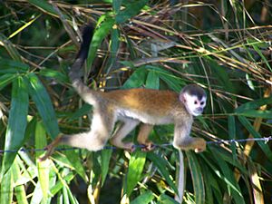 Central American Squirrel Monkey 2