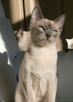 Chaton tonkinois blue mink (chatterie de l'Esprit d'Edenvane)