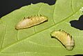 Cheritra freja - Common Imperial caterpillar on the leaves of Xylia xylocarpa 10