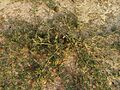Citrullus Colocynthis in Behbahan III