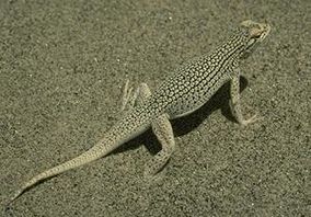 Coachella Valley Fringe-toed Lizard.JPG