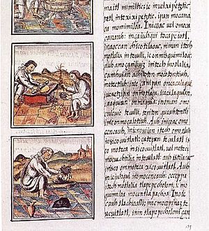 Codex florentino 51 9