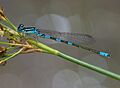 Coenagrion scitulum (50849317743)