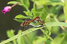 Common darter dragonflies (Sympetrum striolatum) mating blue abdomen and red pterostigma
