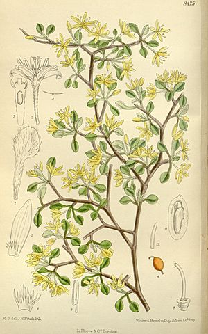 Corokia cotoneaster 138-8425