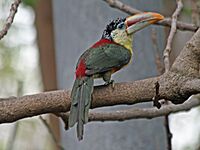 Curl-crested Aracari RWD4