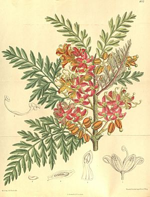 Curtis's botanical magazine (Tab. 8112) (9598020077)
