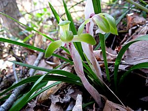 Cymbidium goeringii 2