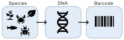 DNA Barcoding