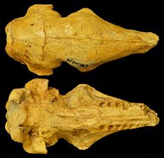 Dasypus-bellus-skull