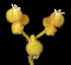 Dicrastylis exsuccosa - Flickr - Kevin Thiele (1)