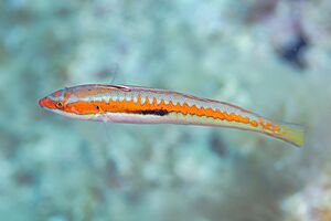 Doncella (Coris julis), Cabo de Palos, España, 2022-07-17, DD 69.jpg