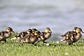 Ducklings - Grafham Water - April 2009 (3453886876)