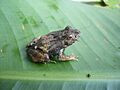 Edalorhina perezi Peru 01