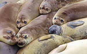 Elephant seal colony edit