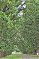 English Elm trees - panoramio